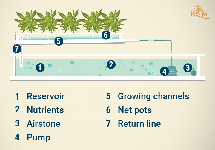 The Benefits Of Nutrient Film Technique For Growing Cannabis RQS Blog